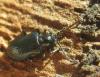 Oulema sp.